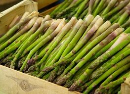 vegetable asparagus