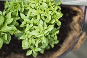 Close up photo of organic green herbs