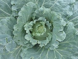 Organic green cabbage vegetable