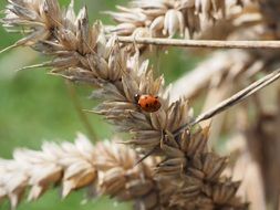 little red ladybug on the wheat