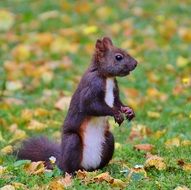 closeup view of cute brown squirrel on a grass