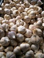 basket with white garlic