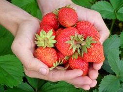 strawberries in a hands