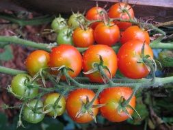 tomatoes tomato red fresh food