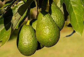 green avocados on a branch