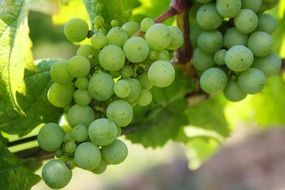 young green grapes in a winery