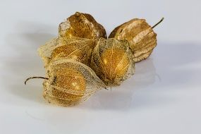 physalis with husk