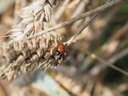 closeup picture of the ladybug beetle on the grass