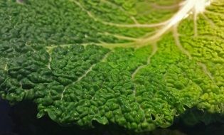 a large savoy cabbage leaf bright green color