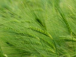 green barley on arable field