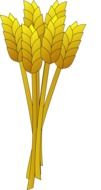 grain food drawing