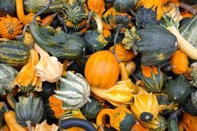 green and yellow decorative squashes