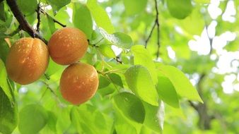 three Peaches on a branch