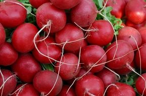 radishes