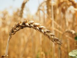 Macro Photo of wheat in a field