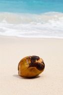 coconut on a tropical beach