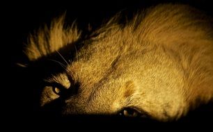 lion at night