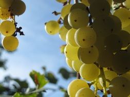 the grapes grapevine green