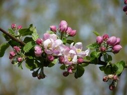 apple blossom with buds on a branch on a sunny day