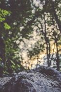 Close up photo of rock in a forest