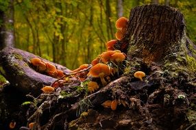 forrst mushrooms