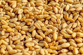 Brown wheat grain healty food