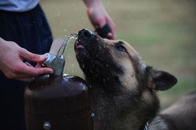 german shepherd drinking water