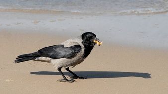 crow food
