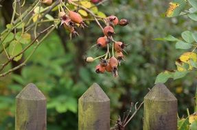 Rose hip berries in garden