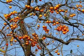 Photo of fruit tree