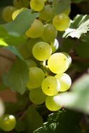 grapes sun