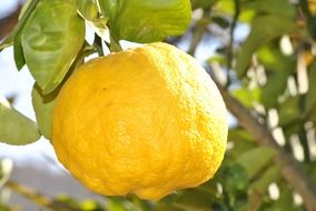 Close up photo of natural sour lemon