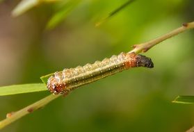 nice caterpillar insect