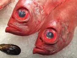 red fish with big eyes