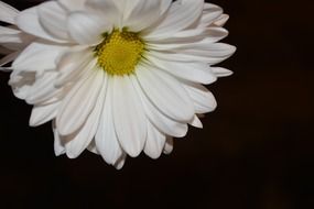 white daisy flower at black wall