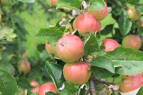 branch with red apples and green leaves