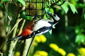 woodpecker