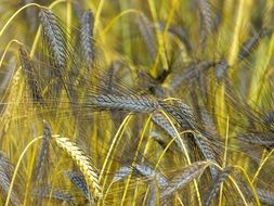 golden and gray spikelets on a farm field