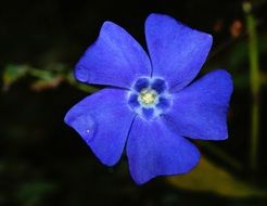 blue bright blossom