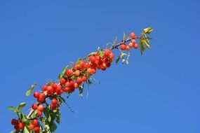 cherry on branch in air blue sky