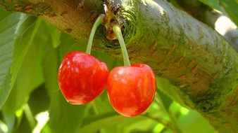 juicy and beautiful cherries