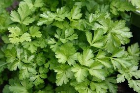 growing parsley in the garden