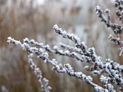 closeup view of cane branches in hoarfrost in winter