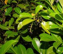 Photo of natural black berries on a bush