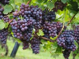 varietal wine berries grapes blue