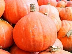 Harvest of Orange Pumpkins