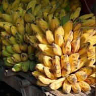green and ripe bananas