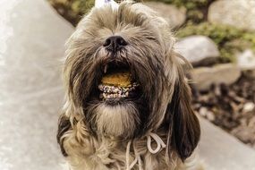 dog shih tzu with cookies in his mouth