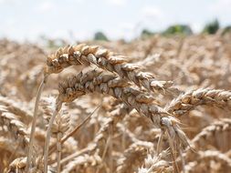 wheat grain spike cereals field