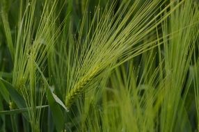 green wheat cereals